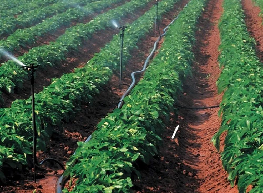 Sprinkler irrigation watering rows of crops